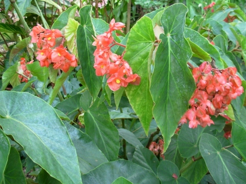 B. ‘Honeysuckle’